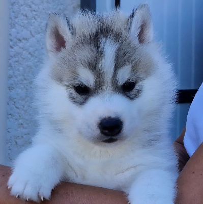 Les chiots de Siberian Husky