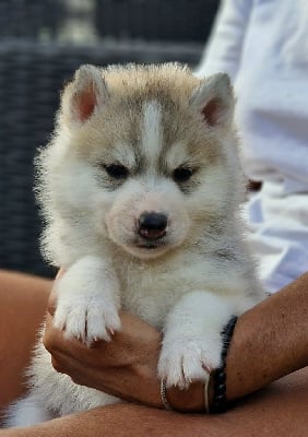 Les chiots de Siberian Husky