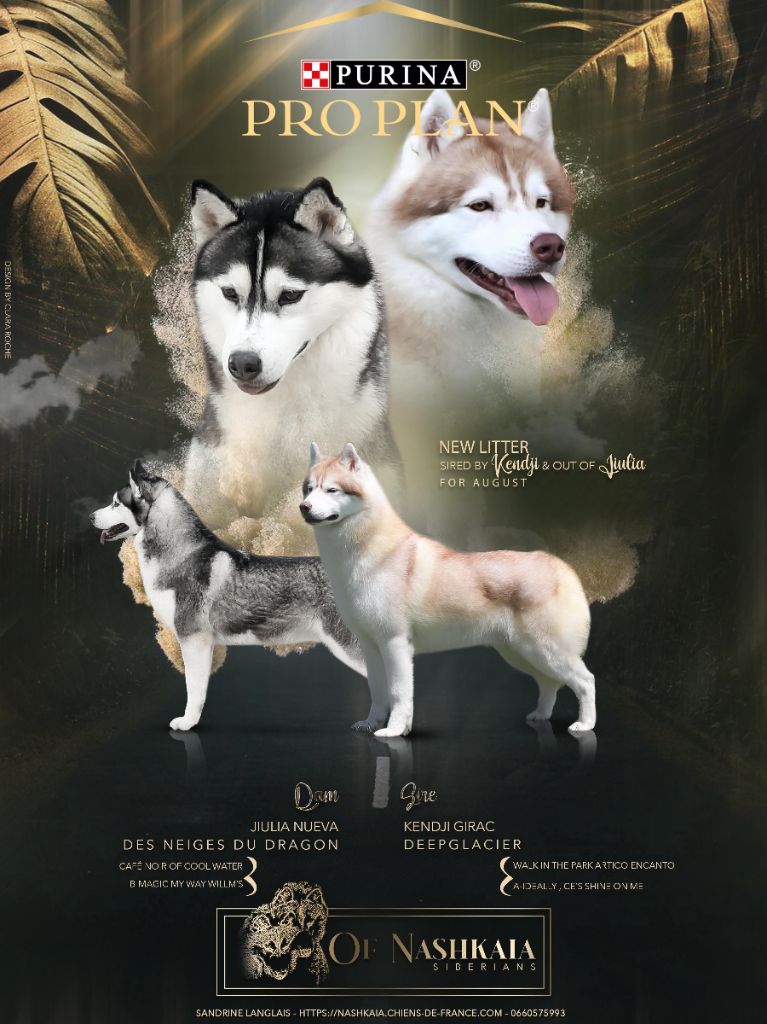 chiot Siberian Husky of nashkaia