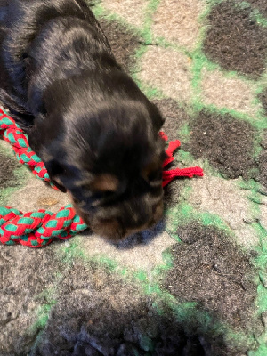 Cocker Spaniel Anglais