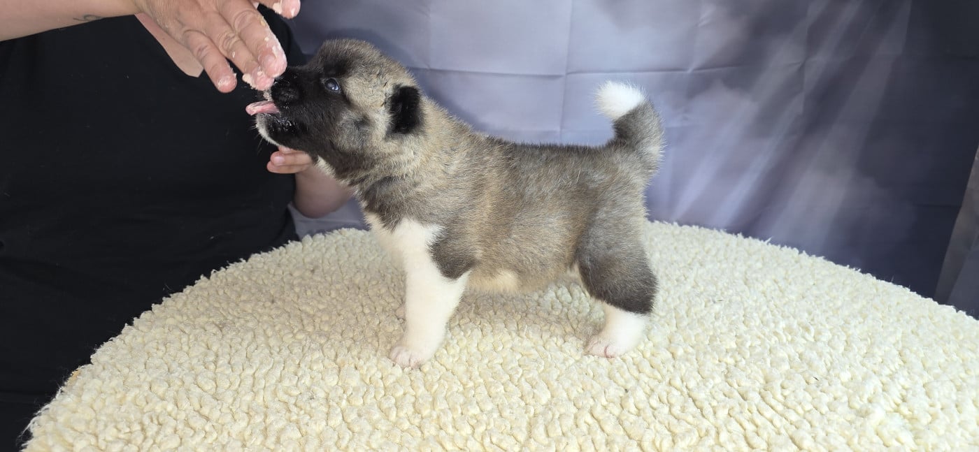 Chiot N°1 - Akita americain