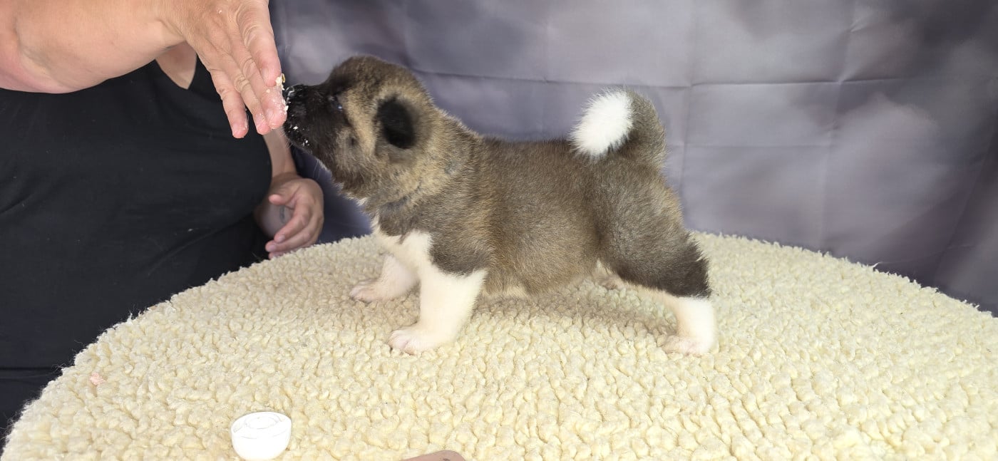 Chiot N°5 - Akita americain