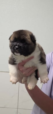 Les chiots de Akita americain