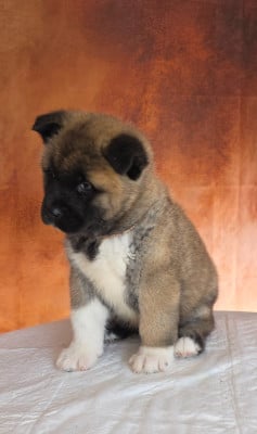 Les chiots de Akita americain