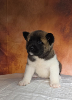 Les chiots de Akita americain