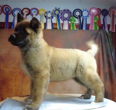 Les chiots de Akita americain