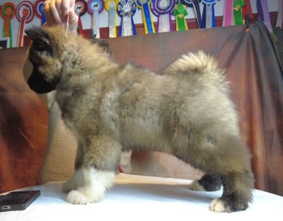 Les chiots de Akita americain