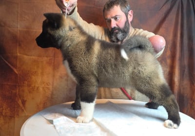Les chiots de Akita americain