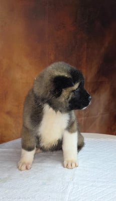 Les chiots de Akita americain