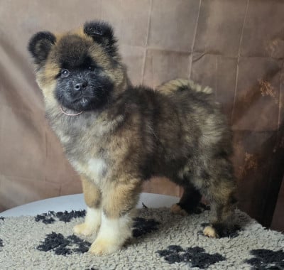 Les chiots de Akita americain