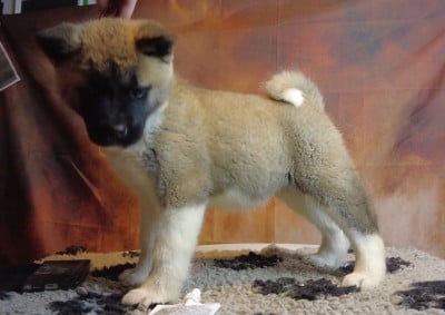 Les chiots de Akita americain