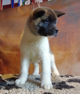 Les chiots de Akita americain