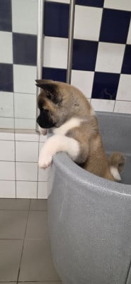 Les chiots de Akita americain