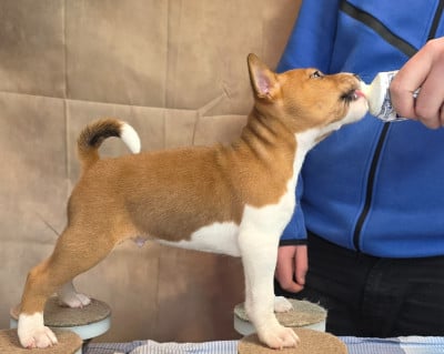 Les chiots de Basenji