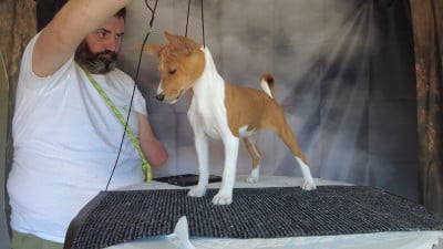 Basenji