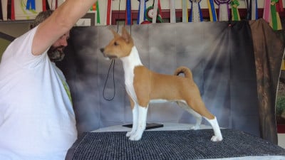 Les chiots de Basenji