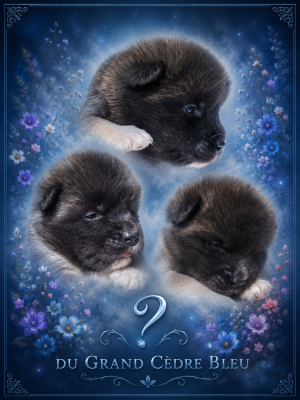 Les chiots de Akita americain