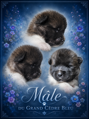 Les chiots de Akita americain