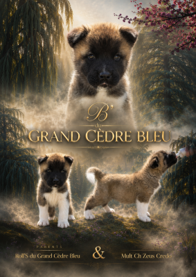 Les chiots de Akita americain