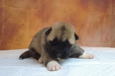 Les chiots de Akita americain
