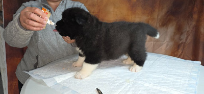 Les chiots de Akita americain