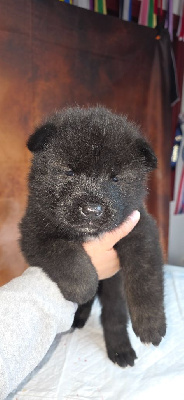 Les chiots de Akita americain