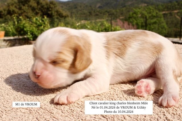 Cavalier King Charles Spaniel - de la Bastide du Jas de Jeromes