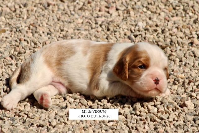 Cavalier King Charles Spaniel - de la Bastide du Jas de Jeromes
