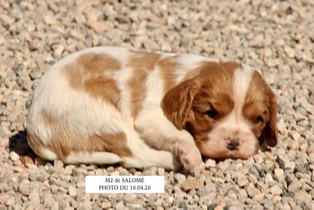 Cavalier King Charles Spaniel - de la Bastide du Jas de Jeromes