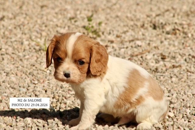 Cavalier King Charles Spaniel - de la Bastide du Jas de Jeromes