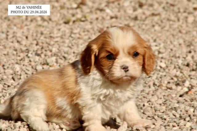 Cavalier King Charles Spaniel - de la Bastide du Jas de Jeromes