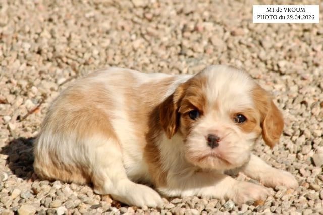 Cavalier King Charles Spaniel - de la Bastide du Jas de Jeromes