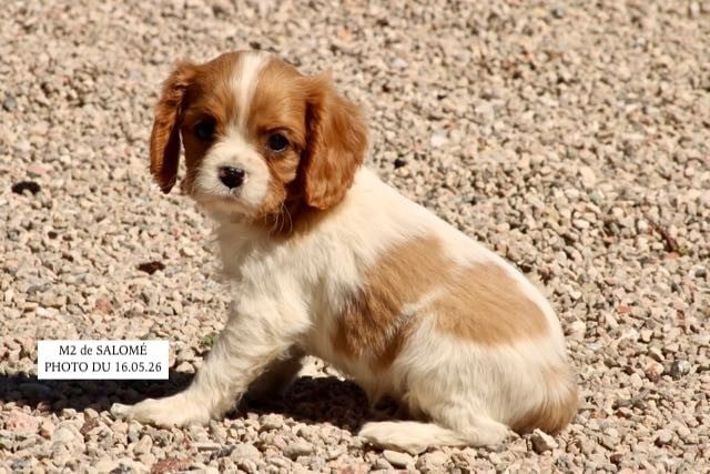 Cavalier King Charles Spaniel - de la Bastide du Jas de Jeromes