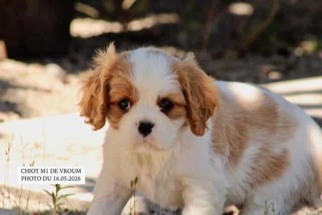 Cavalier King Charles Spaniel - de la Bastide du Jas de Jeromes