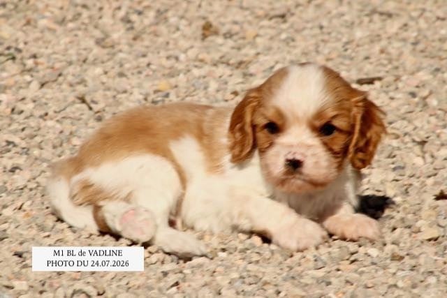 Cavalier King Charles Spaniel - de la Bastide du Jas de Jeromes