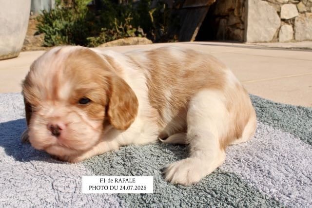 Cavalier King Charles Spaniel - de la Bastide du Jas de Jeromes