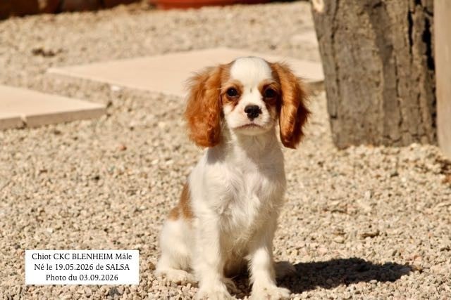 Cavalier King Charles Spaniel - de la Bastide du Jas de Jeromes