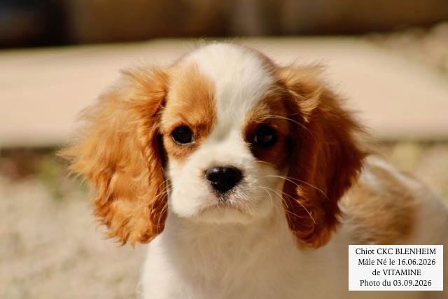 Cavalier King Charles Spaniel - de la Bastide du Jas de Jeromes