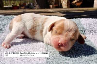 Les chiots de Cavalier King Charles Spaniel
