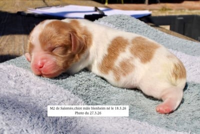 Les chiots de Cavalier King Charles Spaniel