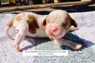 Les chiots de Cavalier King Charles Spaniel