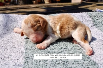 Les chiots de Cavalier King Charles Spaniel