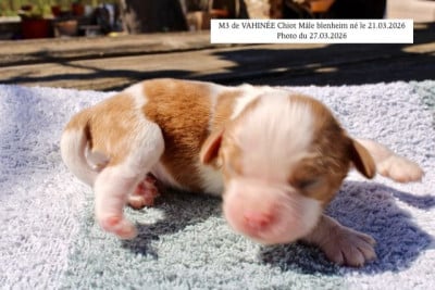 Les chiots de Cavalier King Charles Spaniel