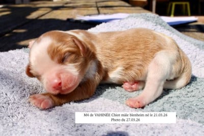 Les chiots de Cavalier King Charles Spaniel