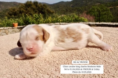 Les chiots de Cavalier King Charles Spaniel