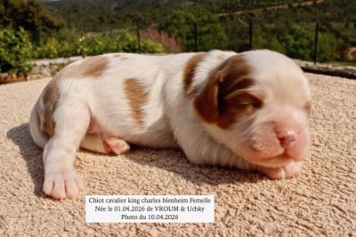 Les chiots de Cavalier King Charles Spaniel