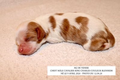 Les chiots de Cavalier King Charles Spaniel