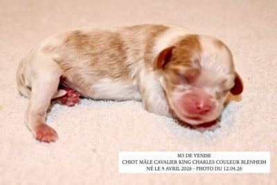 Les chiots de Cavalier King Charles Spaniel