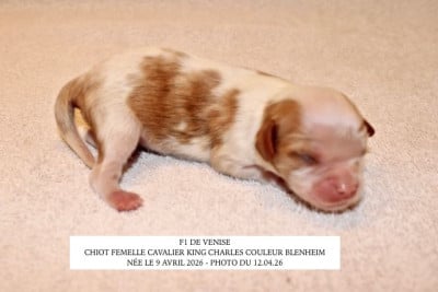 Les chiots de Cavalier King Charles Spaniel