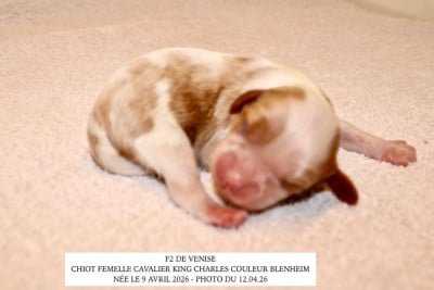 Les chiots de Cavalier King Charles Spaniel